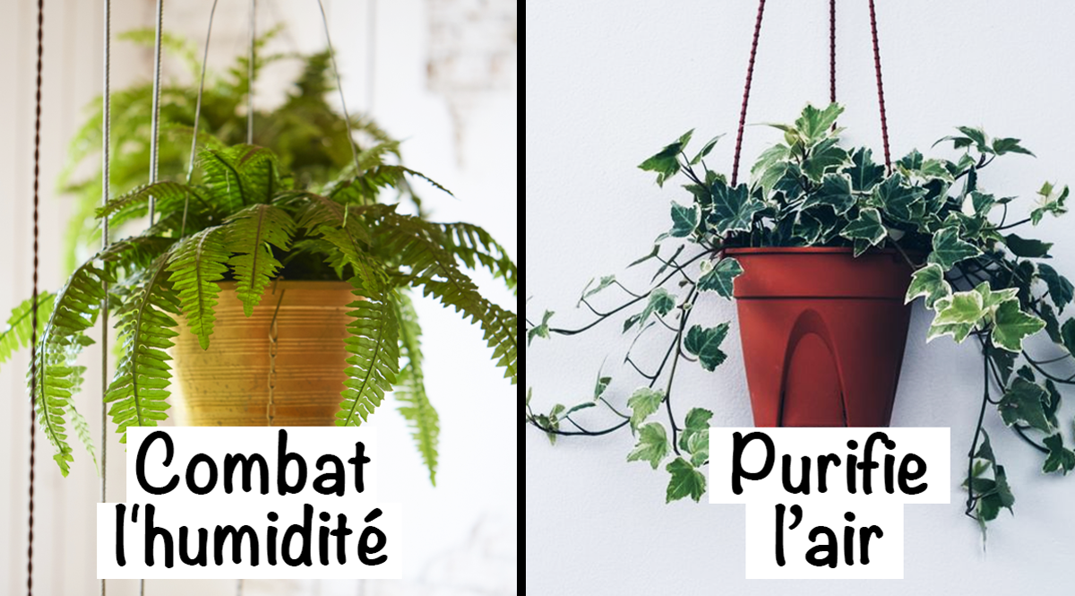 Cultivez ces 9 plantes d’intérieur chez vous pour rafraîchir l’air dans