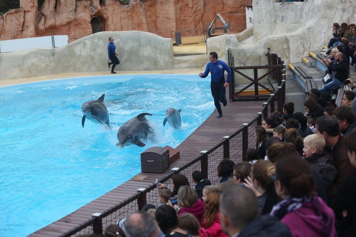 Il n’y a plus de spectacle de dauphin, delphinarium chez le Parc ...