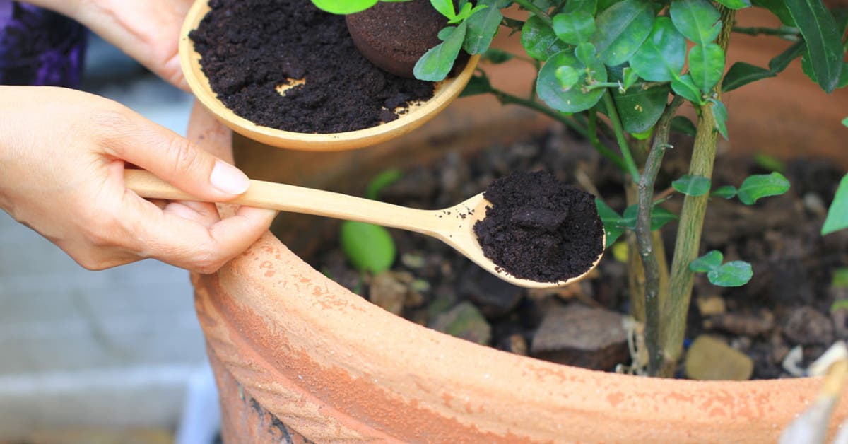 Voici 10 astuces naturelles pour le jardin avec des marcs de café