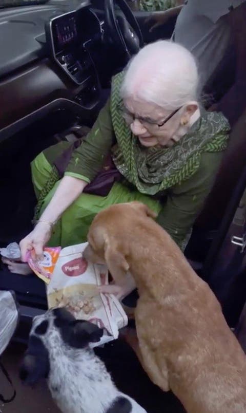 Un grand-mère qui nourrit les chiens errants