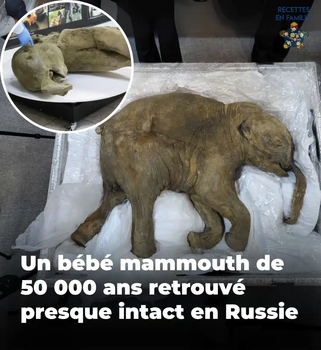 Un B B Mammouth De Ans D Couvert En Russie Une Conservation Impressionnante