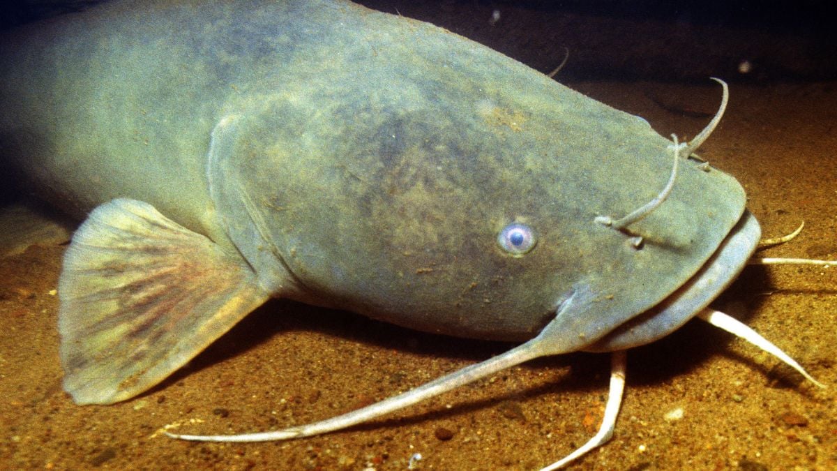 En pleine baignade, un jeune homme de 17 ans est emporté vers le fond d'un lac par un silure géant