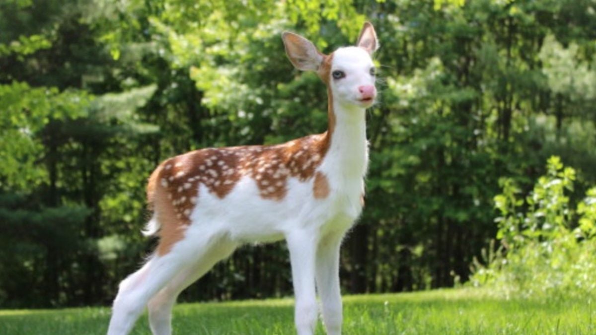 Un faon à l'apparence unique survit après avoir été rejeté par sa mère à la naissance