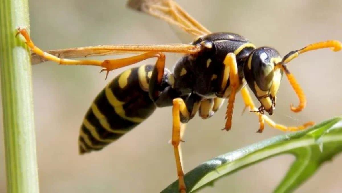 Les scientifiques n'en reviennent pas : un enfant de 8 ans a fait une découverte qui bouleverse la science à jamais